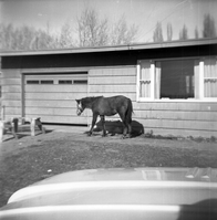 BW Photos of the horses and horse corral at Pipe Spring.
