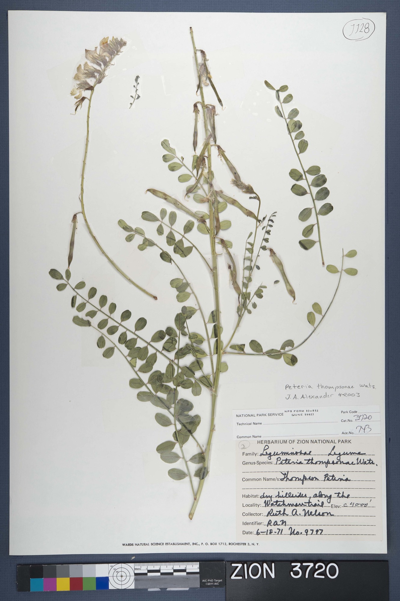 Herbarium Specimen Sheet 3720