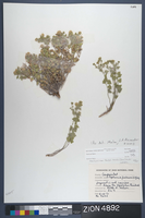 Herbarium Specimen Sheet 4892