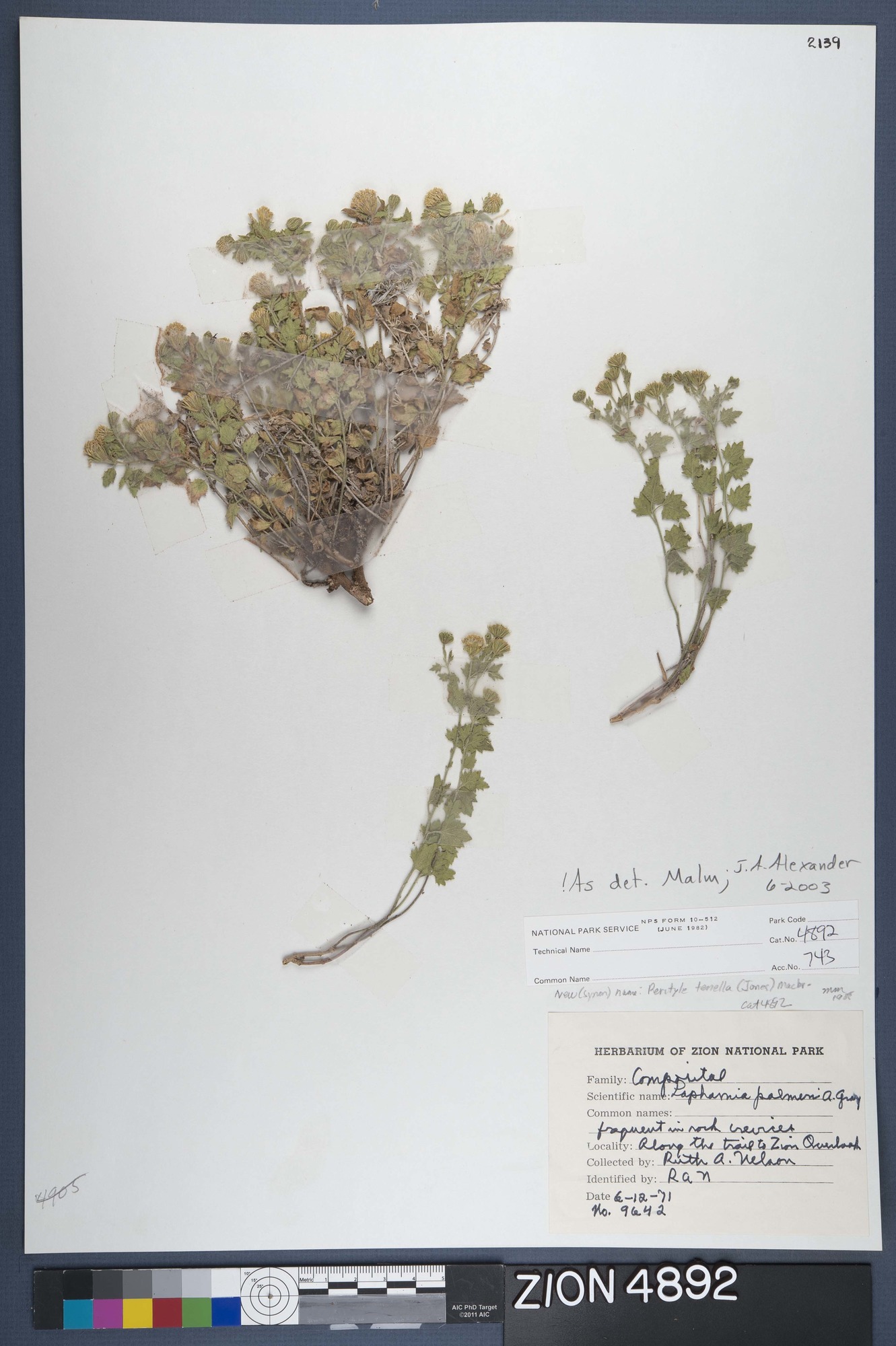 Herbarium Specimen Sheet 4892