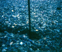 Sewer treatment plant.