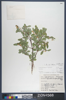 Herbarium Specimen Sheet 4568