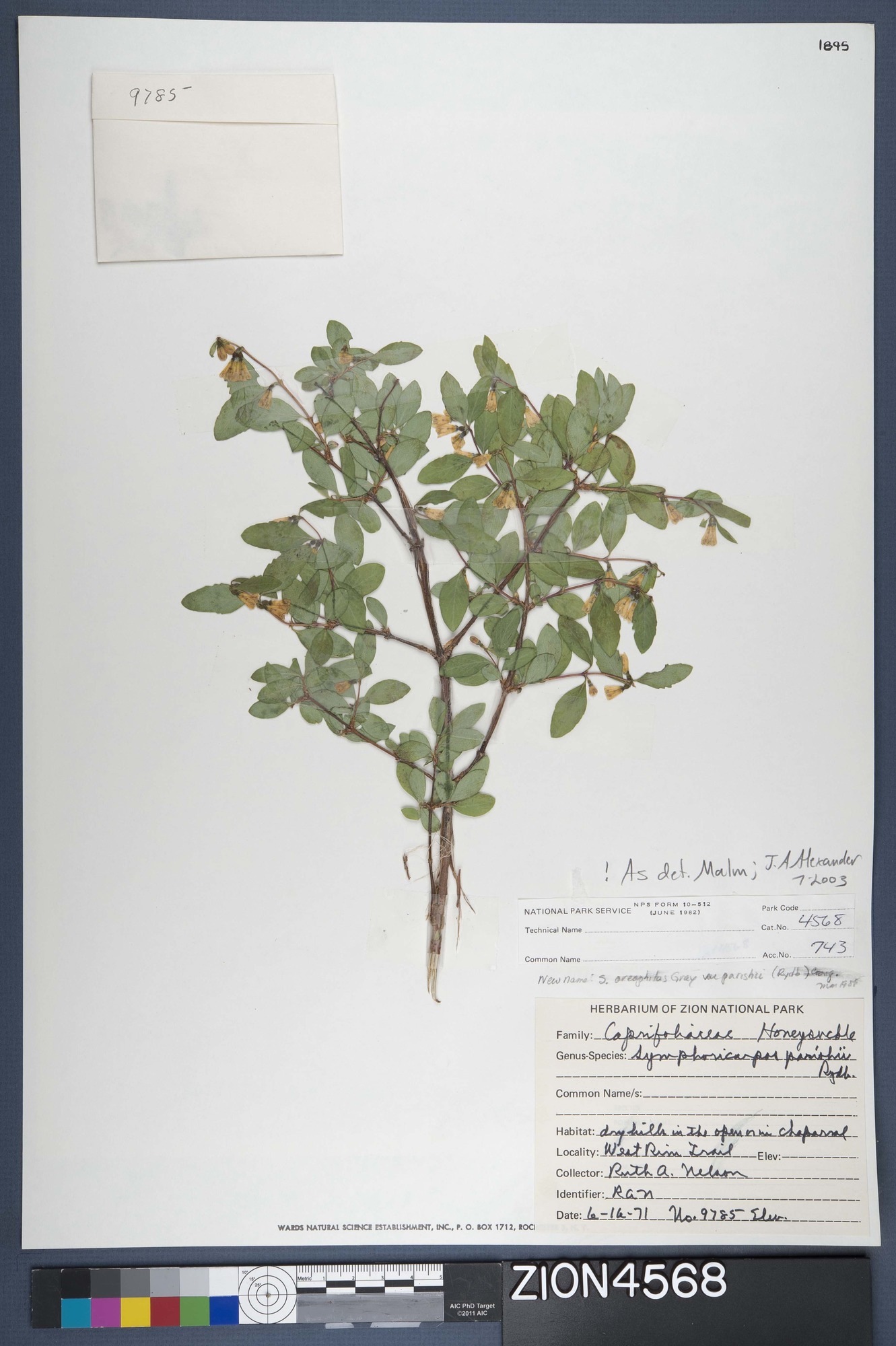 Herbarium Specimen Sheet 4568
