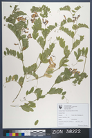 Herbarium Specimen Sheet 38222