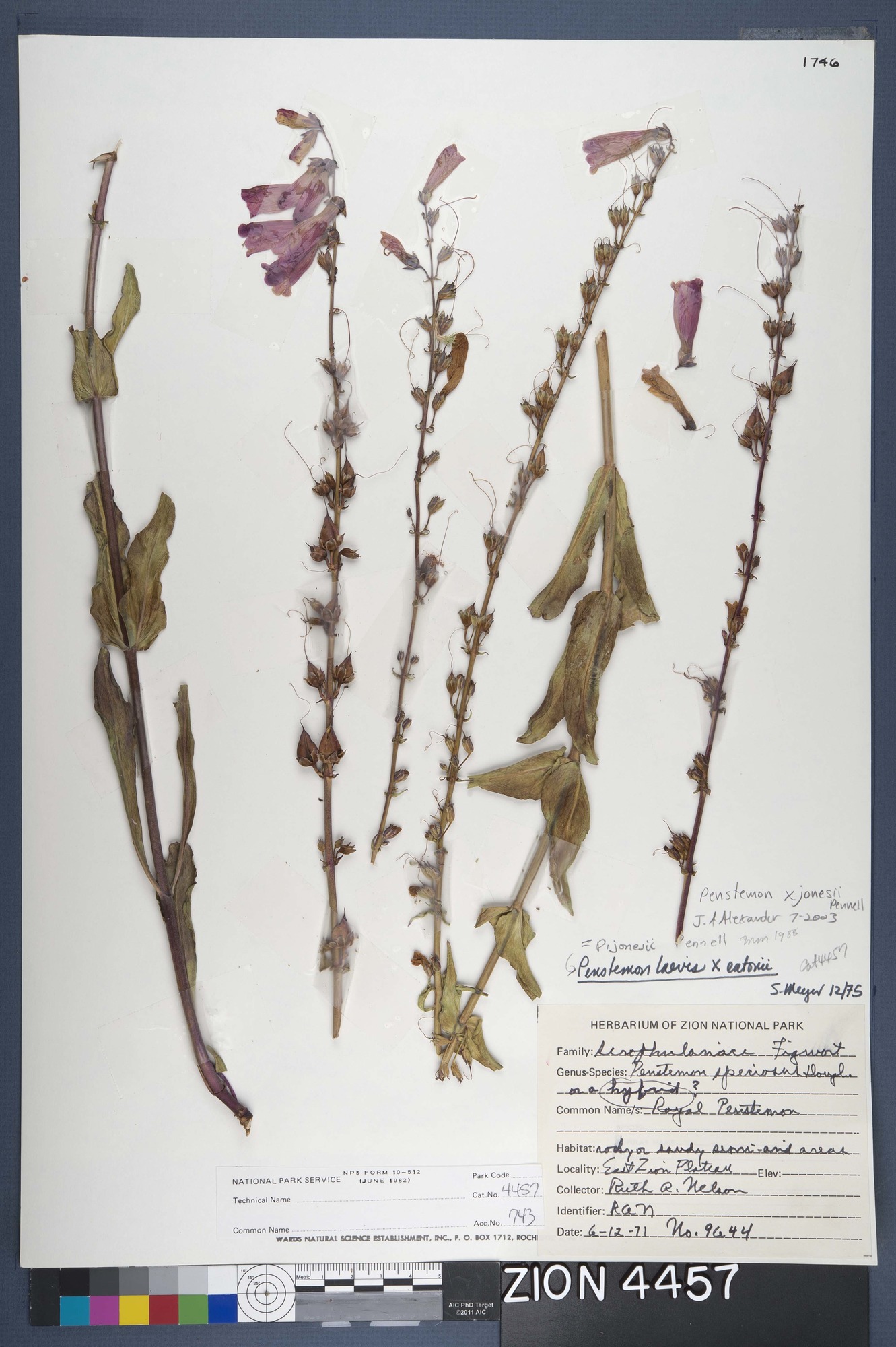Herbarium Specimen Sheet 4457