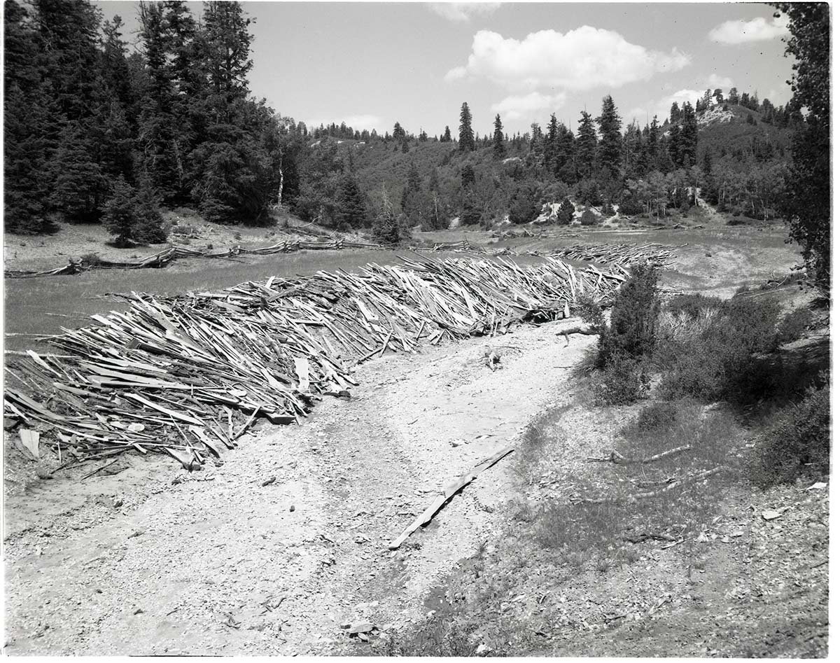 BW photo of the 1937 grazing study - 4x5.