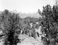 Herding animals up a steep canyon trail on horseback. [Negative of the 10x8 museum Exhibit #27-P-5.]
