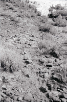 BW photo of the 1937 grazing study 35MM.