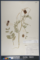 Herbarium Specimen Sheet 3610