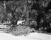 Fallen tree limb at Grotto Campground.