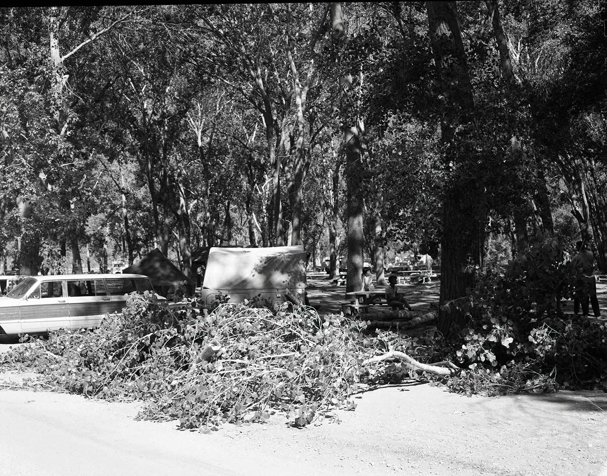 Fallen tree limb at Grotto Campground.