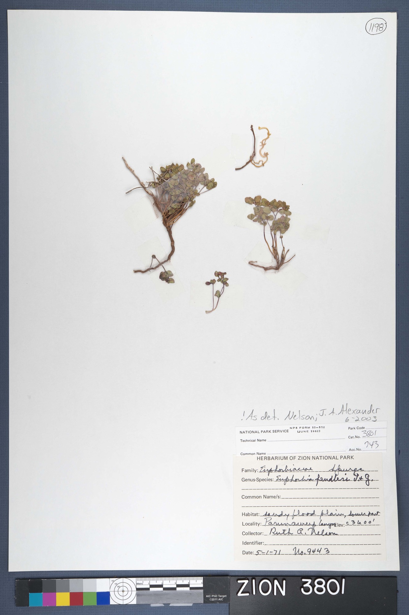 Herbarium Specimen Sheet 3801