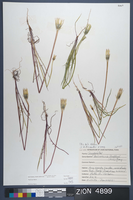 Herbarium Specimen Sheet 4899