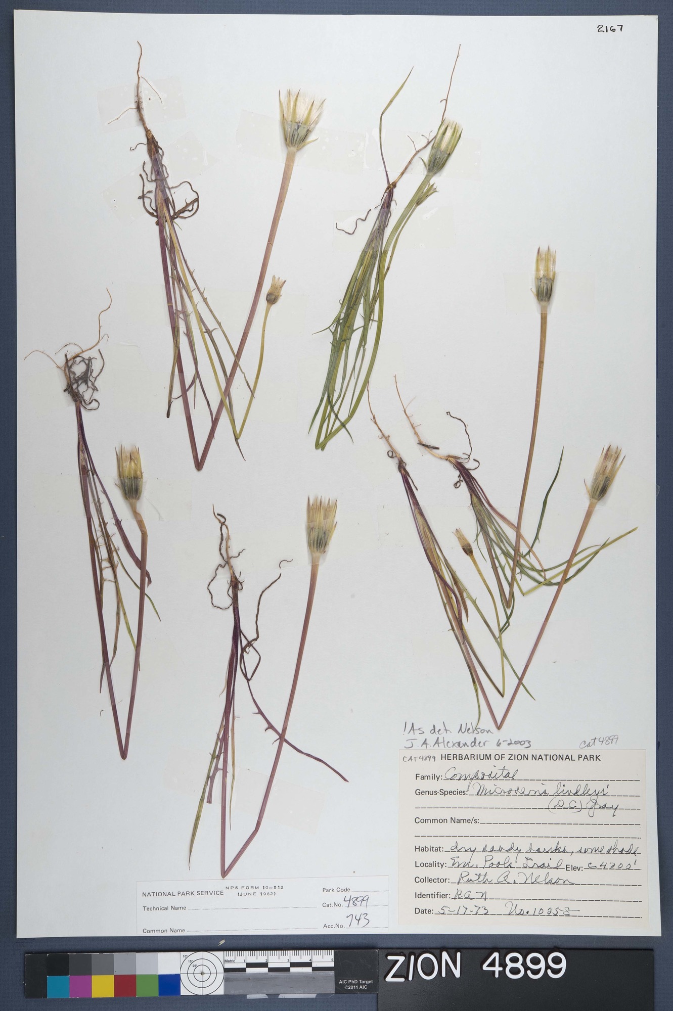 Herbarium Specimen Sheet 4899