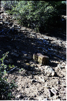 Color Photos of petrified wood.