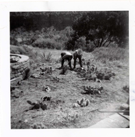 NPS employees clearing and removing brush.