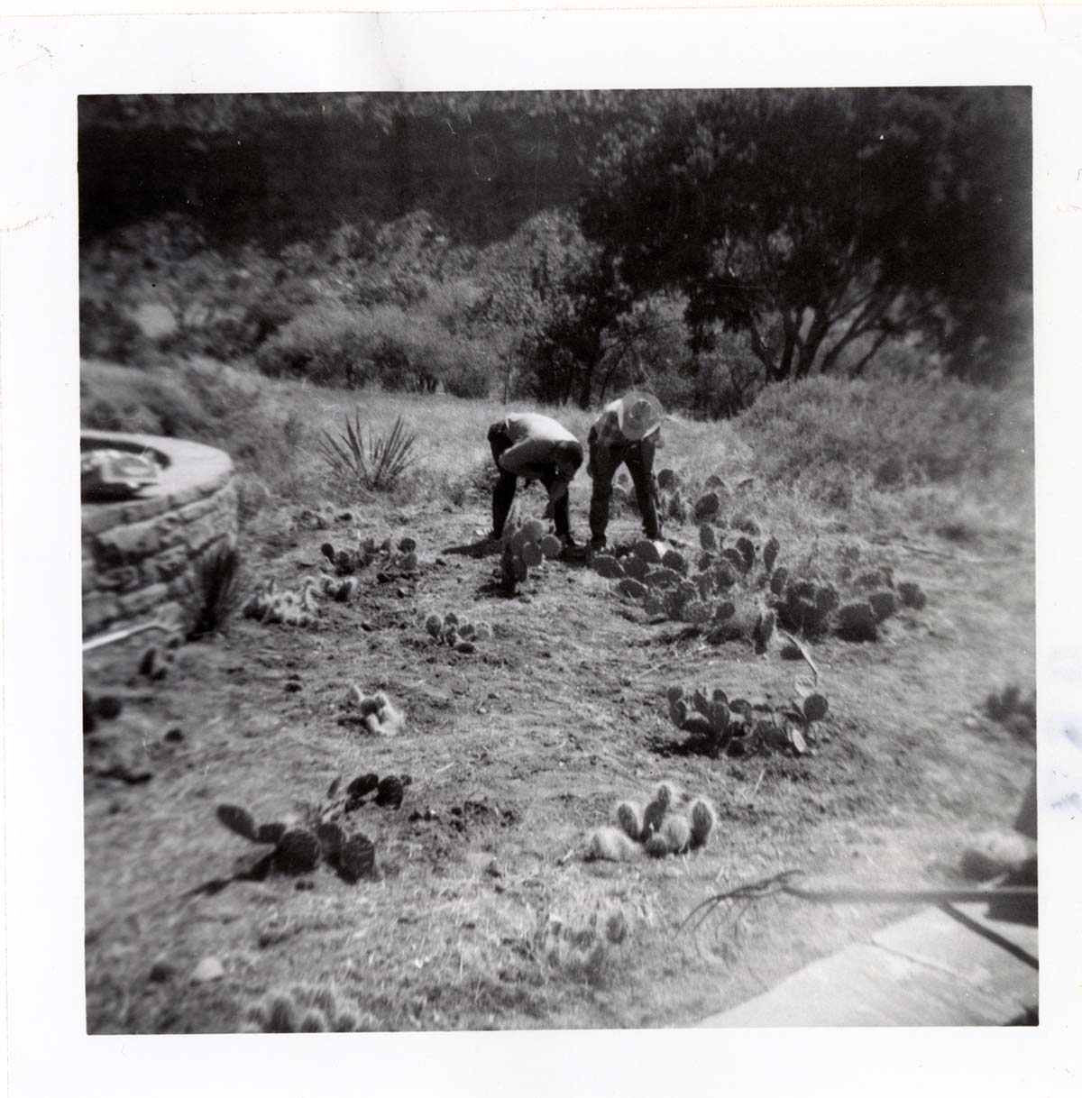 NPS employees clearing and removing brush.