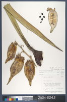 Herbarium Specimen Sheet 6242