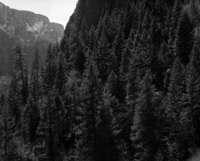 Ponderosa-douglas fir-white fir(?) Habitat above lower Emerald Pools waterfalls.