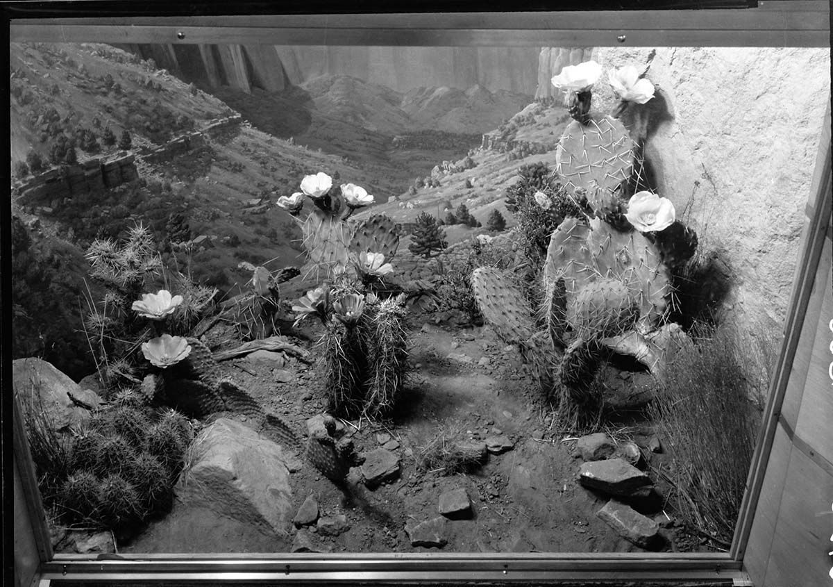 Diorama, was reproduction of cactus, genus Opuntia.