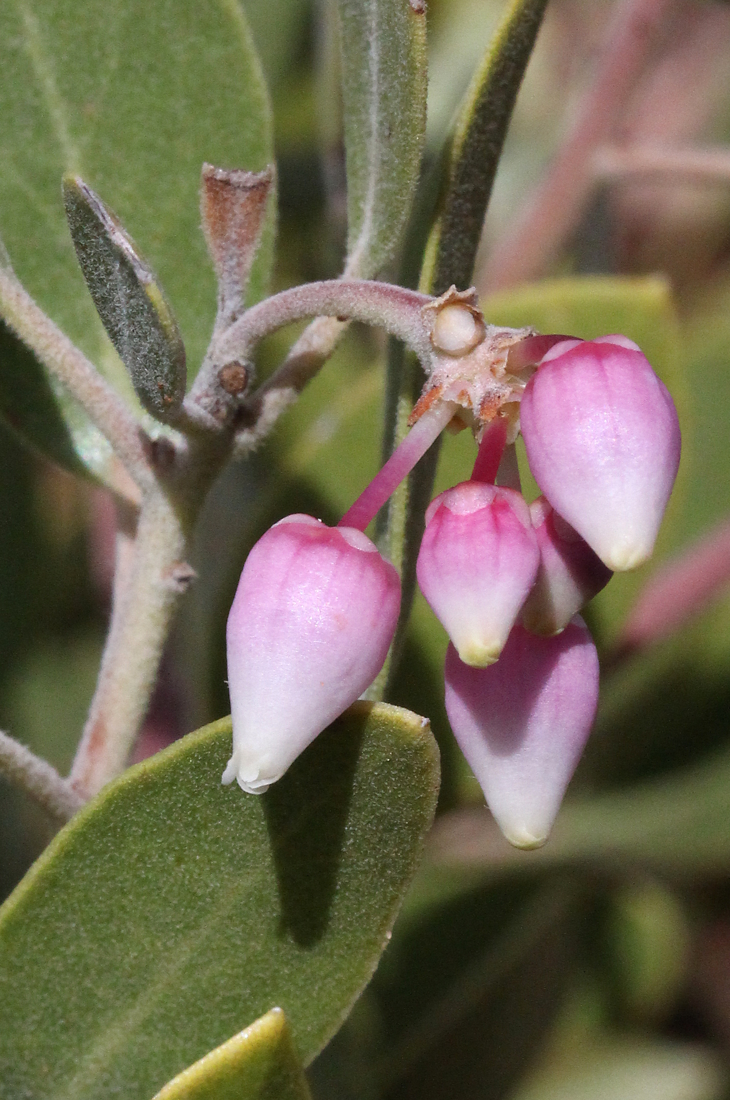 Arctostaphylos pungens, Mexican manzanita