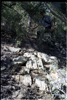 Color Photos of petrified wood. Man standing next to boulder of petrified wood.