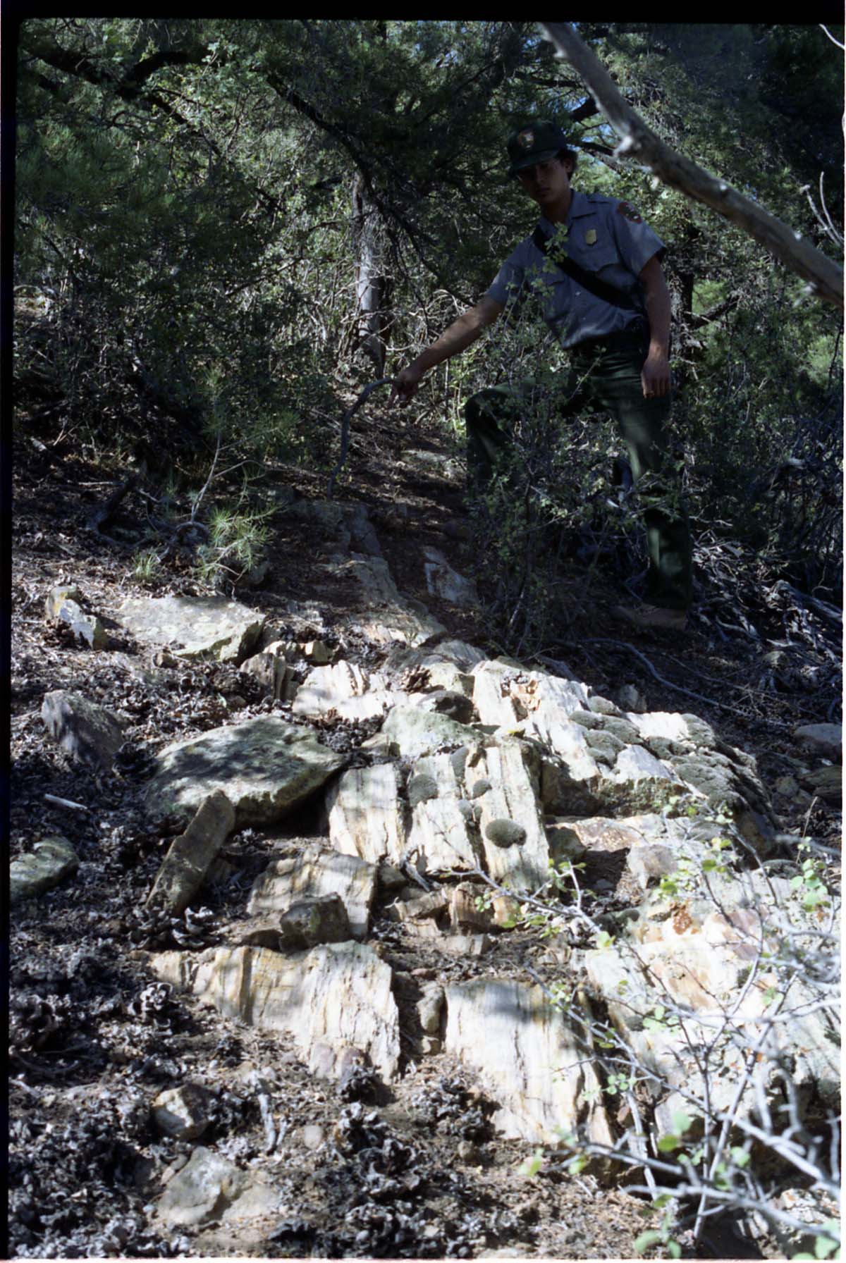 Color Photos of petrified wood. Man standing next to boulder of petrified wood.