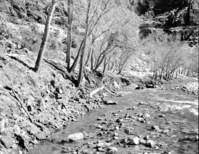 Flood damage to Virgin River bank.