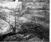 BW photos of trees. [Campground or picnic area]