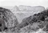 BW photo of the 1937 grazing study 35MM.