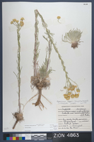 Herbarium Specimen Sheet 4863