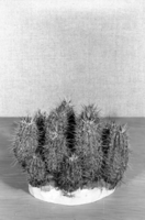 Diorama exhibit. Wax reproduction of cactus, Thelocactus. Created by Civilian Conservation Corps (CCC) workers at the Western Museum Laboratory (WML) on Fulton Street, Berkeley, California.