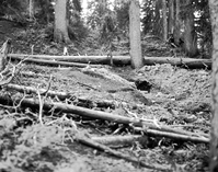 Water supply hose and pipe (middle ground) crossing on forest floor. Record of water exploration.