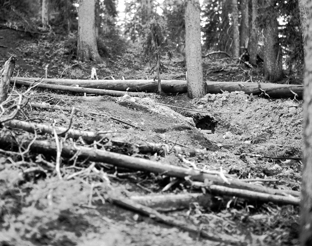 Water supply hose and pipe (middle ground) crossing on forest floor. Record of water exploration.