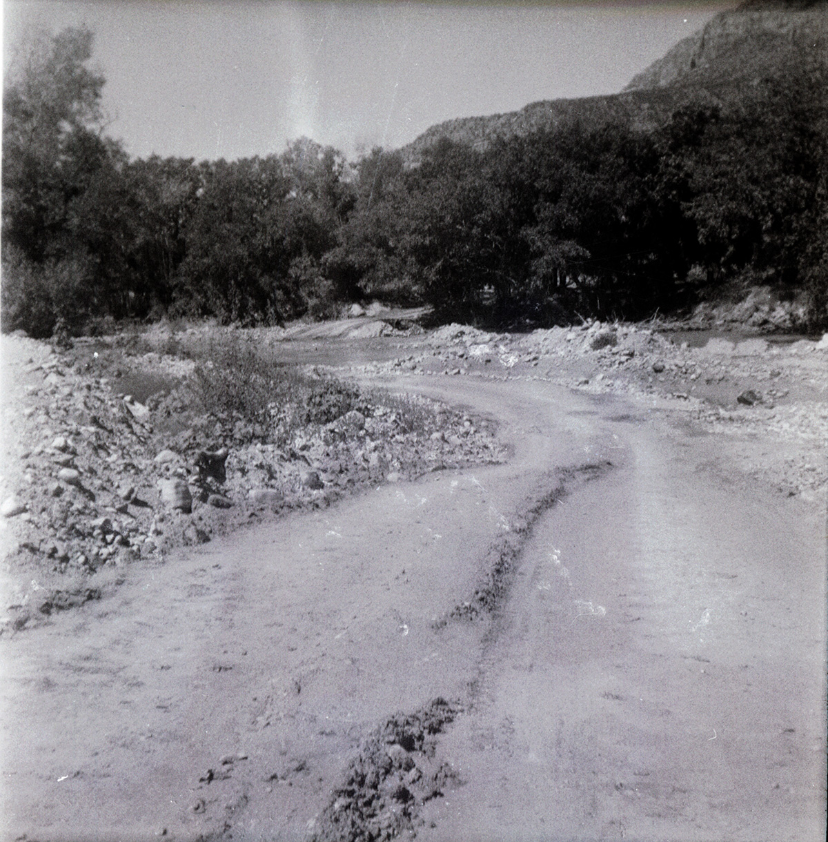 Trees and landscape along State Route 9 (SR-9).