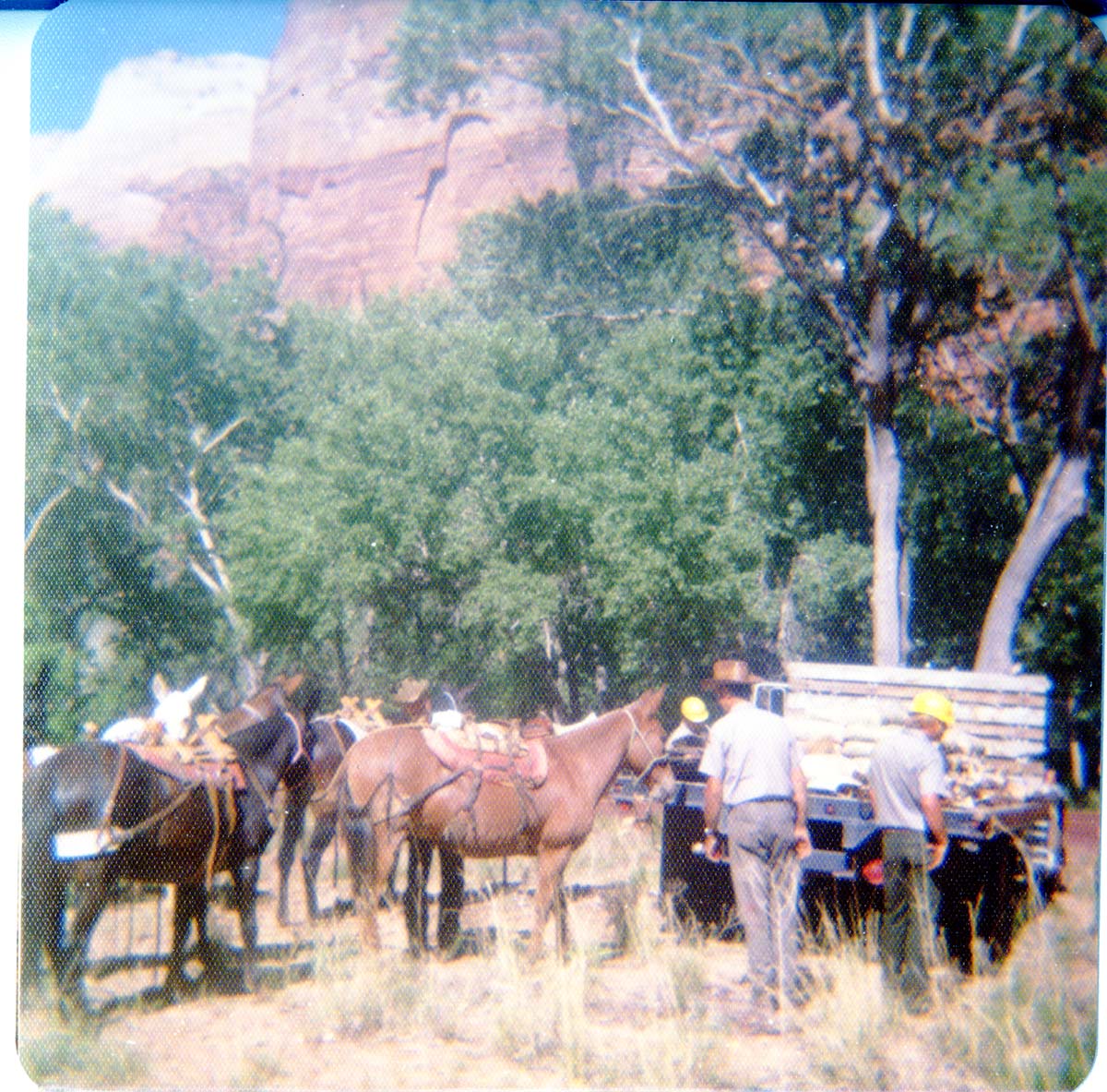 Horse pack-train being prepared to head to the East Rim trail for trail maintenance work.