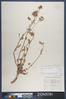 Herbarium Specimen Sheet 3091