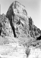 The Great White Throne, with planting along Virgin River riverbed in foreground (revegetation project).