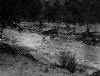 Deer crossing Virgin River.