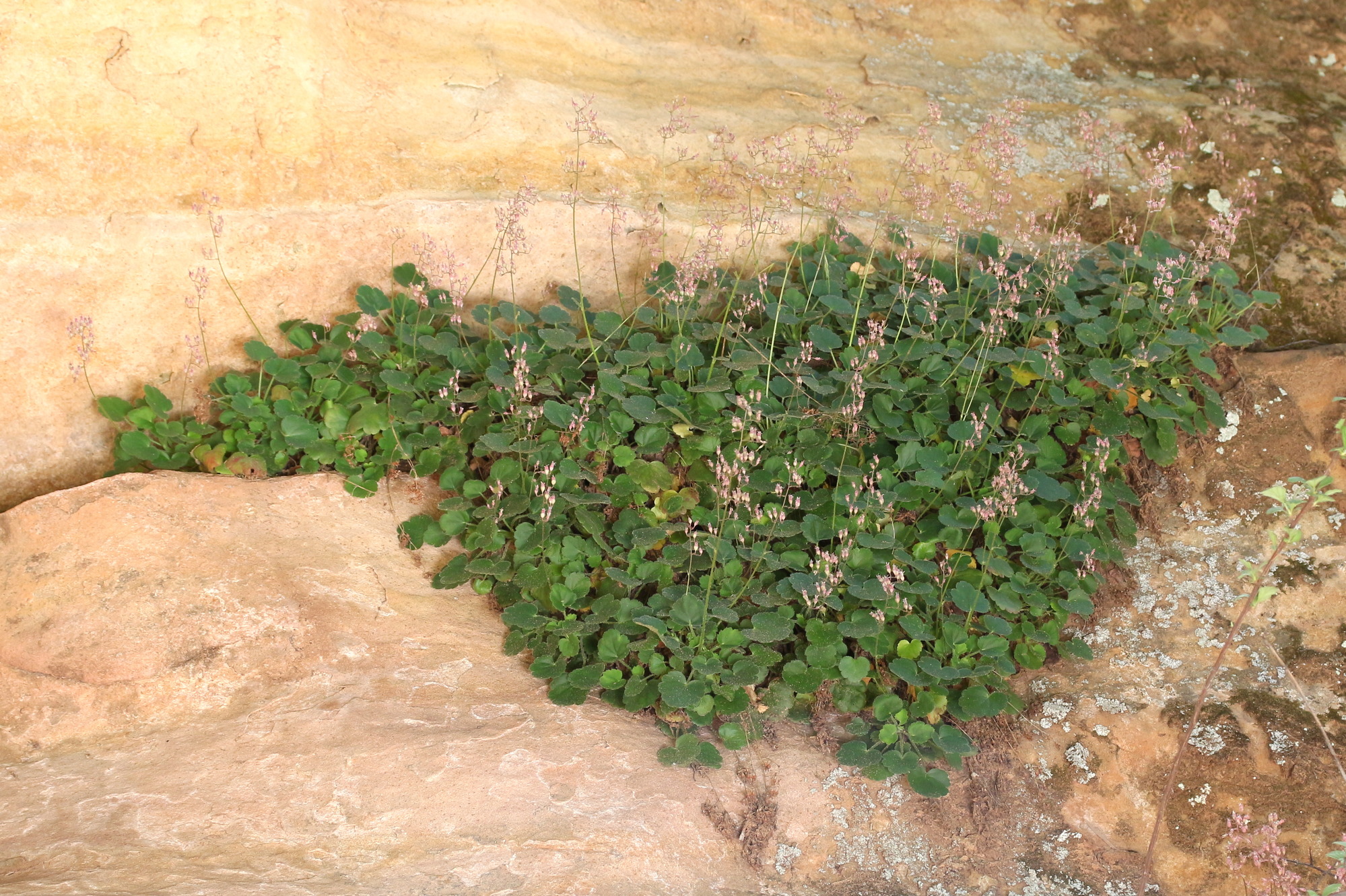 Heuchera rubescens, Hairy alumroot