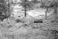 BW photo of the 1937 grazing study 35MM.
