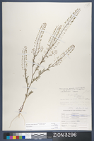 Herbarium Specimen Sheet 3296
