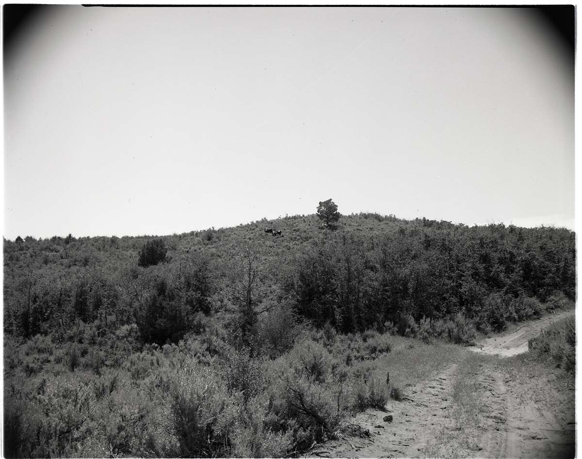 BW photo of the 1937 grazing study - 4x5.