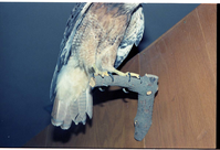 Color Photos of the old visitor center exhibits.