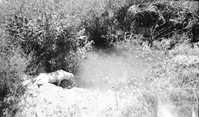 Dog stretching on edge of sewer system disposal field (leach field) and old overflowing distribution box at Pipe Spring National Monument. New sewer system installed October 1964.