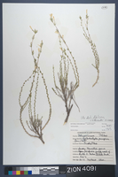 Herbarium Specimen Sheet 4091
