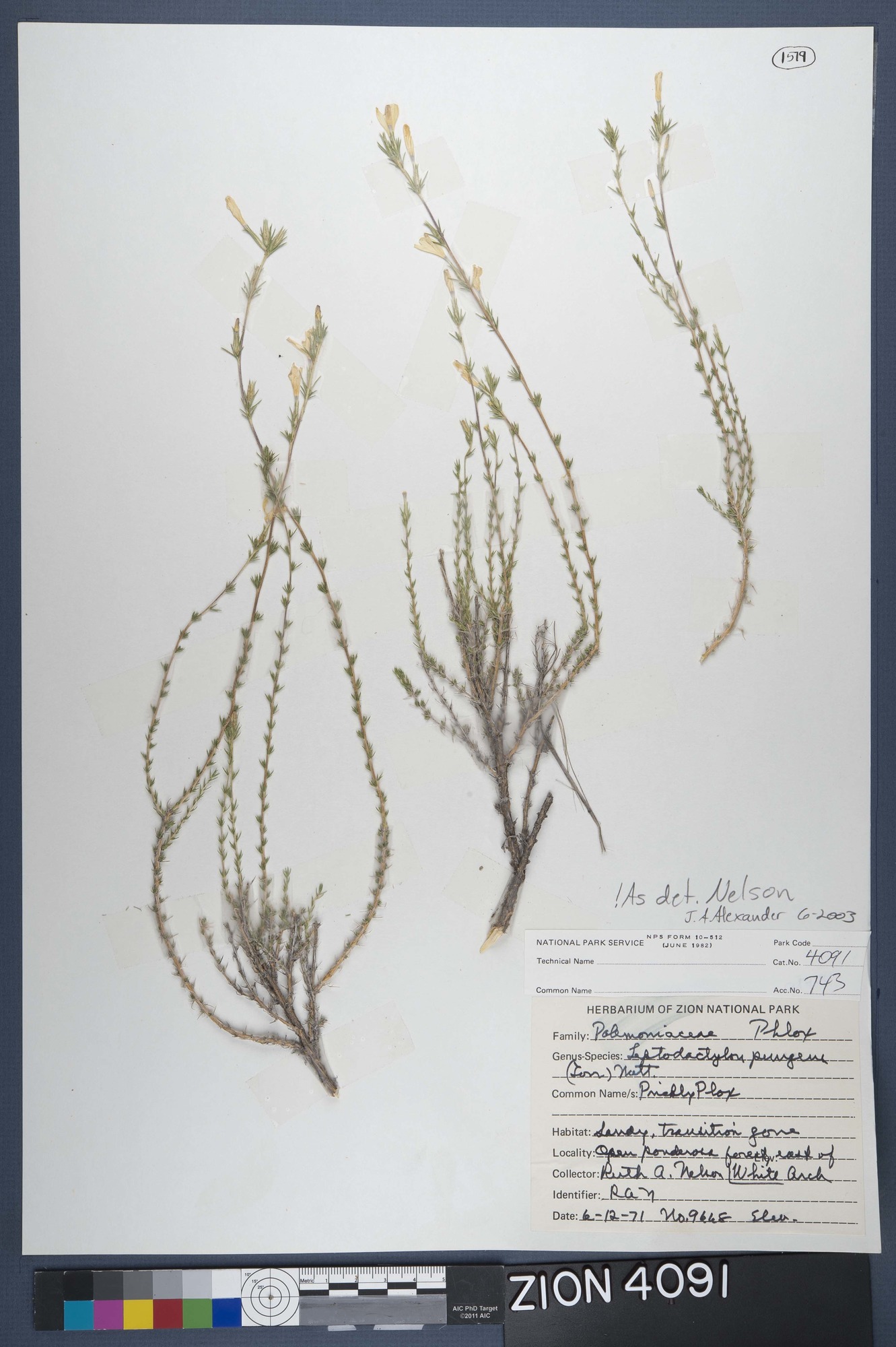 Herbarium Specimen Sheet 4091