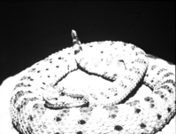 A sidewinder snake (close up).