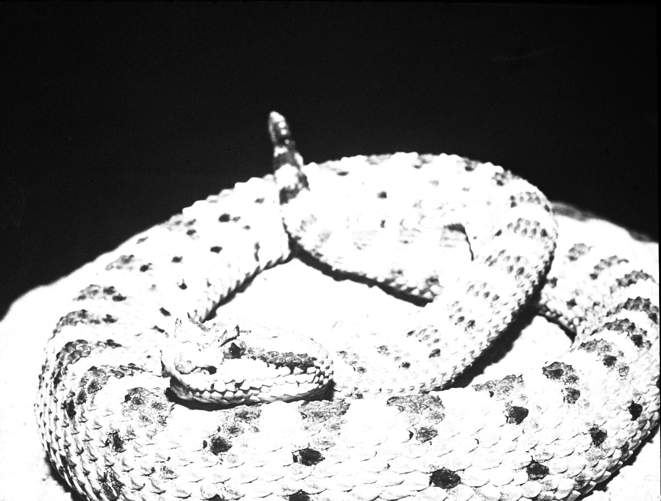 A sidewinder snake (close up).
