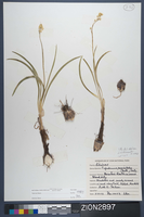 Herbarium Specimen Sheet 2897